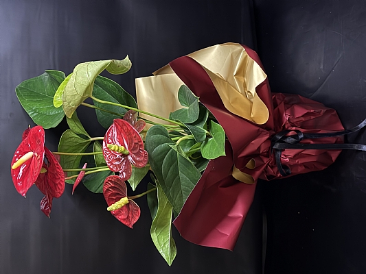 Saks� Antoryum �i�ek