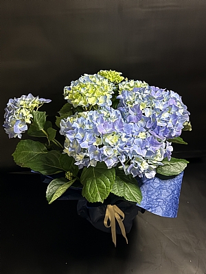 Ortanca  canl� saks� �i�e�i